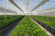 부여군농업기술센터, 조직배양 딸기원묘 보급으로 농가 소득 향상