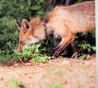 소백산에서 방사한 멸종위기 붉은여우, 충남 부여에서 발견